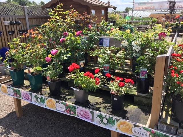 plants for sale in store